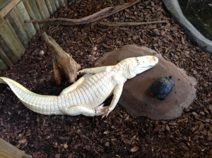 Albino alligator and his turtle friend at the Alligator Farm. Best Buds.